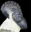 Bargain, Reedops Trilobite - Atchana, Morocco #53216-1